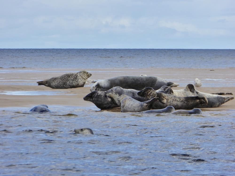 Super Seals and Speyside