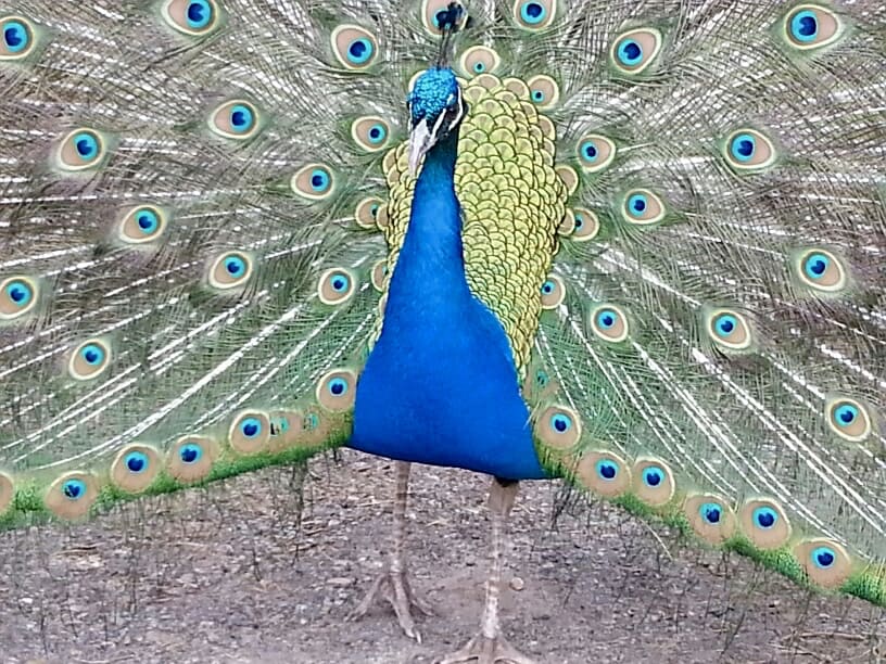 Charlie the peacock in December in Moray