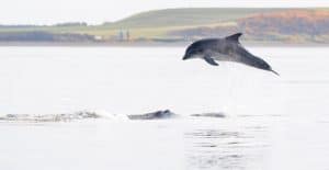 2 Dolphins in the Moray Firth