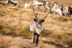 Reindeer and Rocks in Scotland