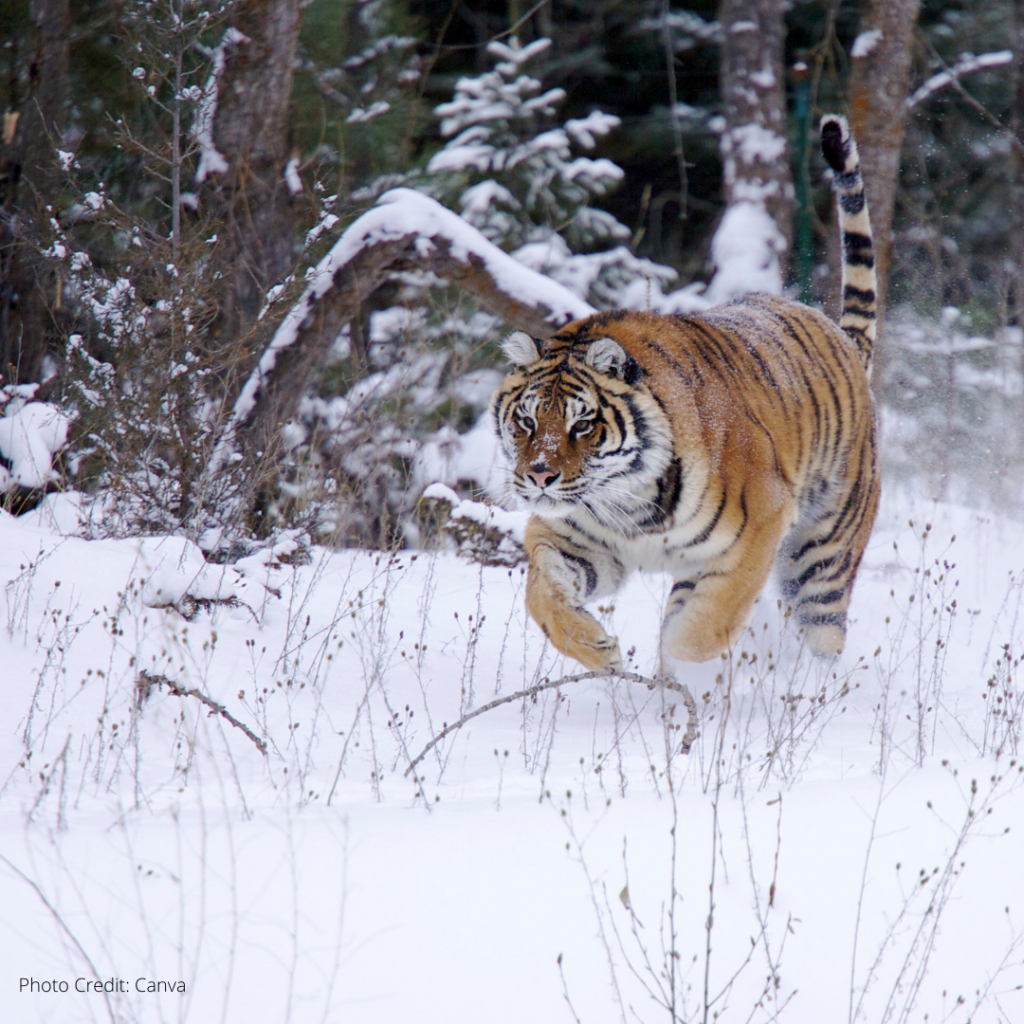 Amur Tiger at Highland Wildlife Park