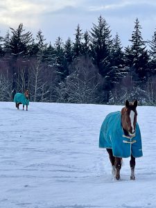 Two horses at Blervie House in the snow