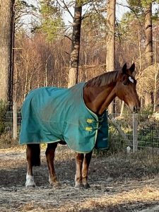 Chestnut horse called Rosie in rug